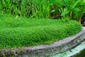 Bacopa carolinia. 0,2-0,4m